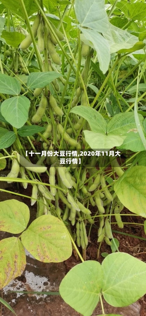 【十一月份大豆行情,2020年11月大豆行情】-第1张图片