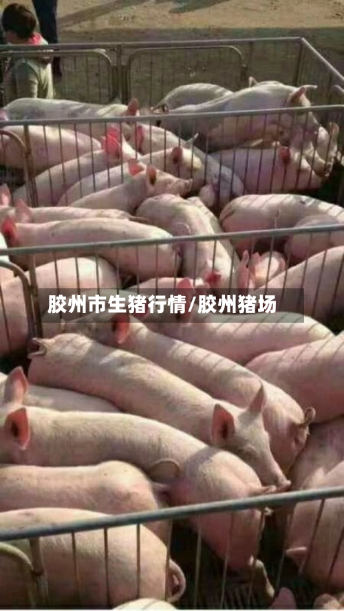 胶州市生猪行情/胶州猪场