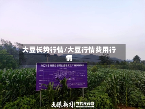 大豆长势行情/大豆行情费用行情-第3张图片