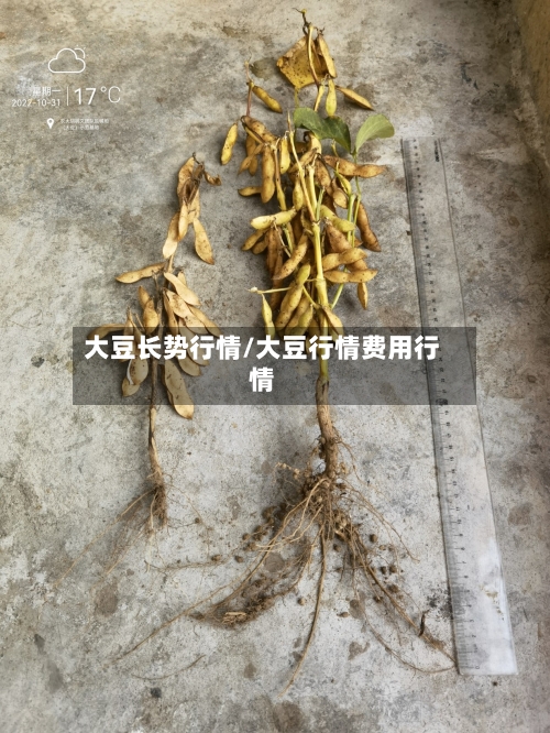 大豆长势行情/大豆行情费用行情
