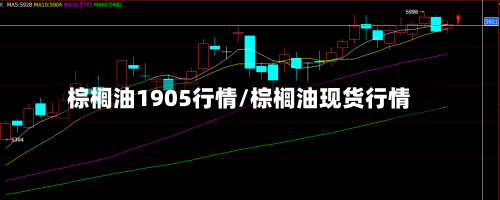 棕榈油1905行情/棕榈油现货行情-第1张图片