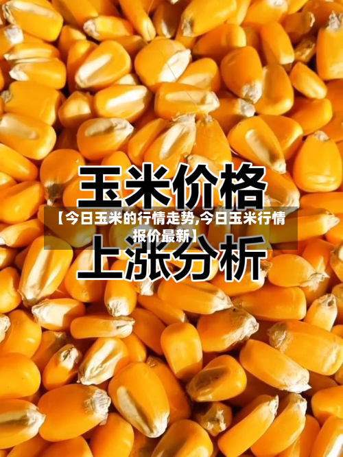 【今日玉米的行情走势,今日玉米行情报价最新】