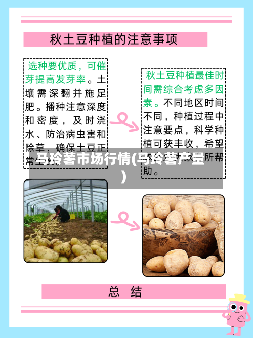 马玲薯市场行情(马玲薯产量)-第2张图片