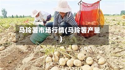 马玲薯市场行情(马玲薯产量)