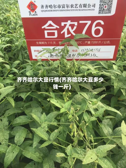 齐齐哈尔大豆行情(齐齐哈尔大豆多少钱一斤)