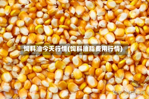 饲料油今天行情(饲料油脂费用行情)
