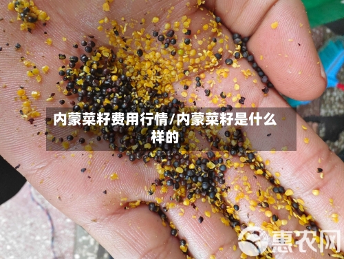 内蒙菜籽费用行情/内蒙菜籽是什么样的