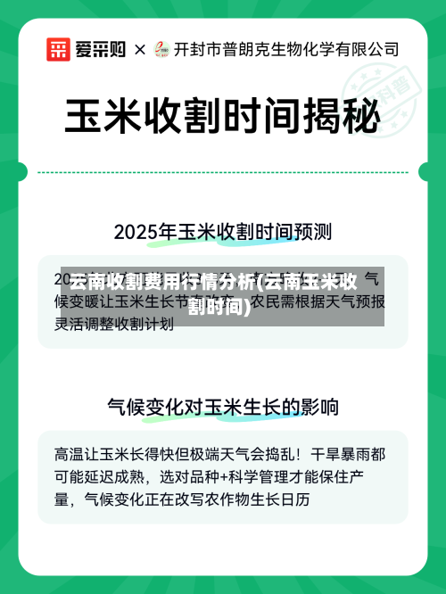 云南收割费用行情分析(云南玉米收割时间)