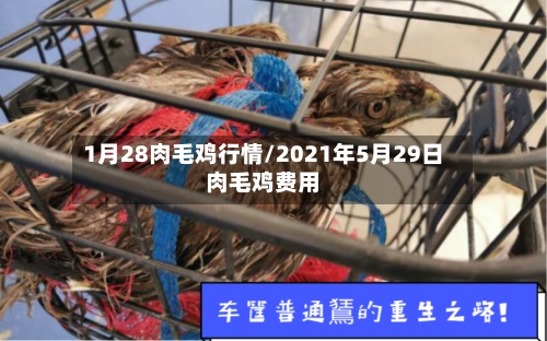 1月28肉毛鸡行情/2021年5月29日肉毛鸡费用