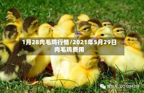 1月28肉毛鸡行情/2021年5月29日肉毛鸡费用-第2张图片
