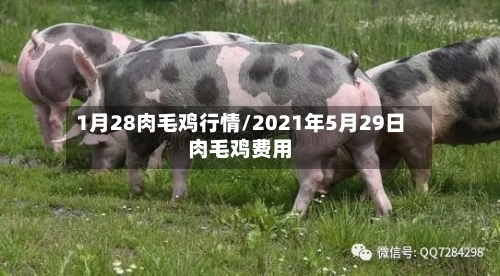 1月28肉毛鸡行情/2021年5月29日肉毛鸡费用-第3张图片