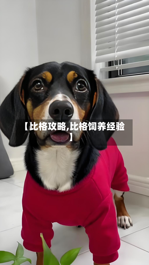 【比格攻略,比格饲养经验】