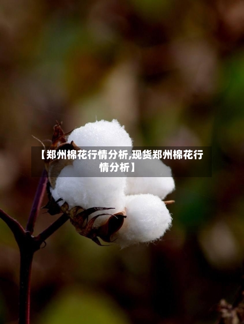 【郑州棉花行情分析,现货郑州棉花行情分析】