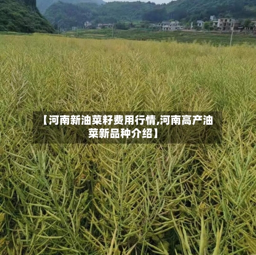 【河南新油菜籽费用行情,河南高产油菜新品种介绍】-第3张图片