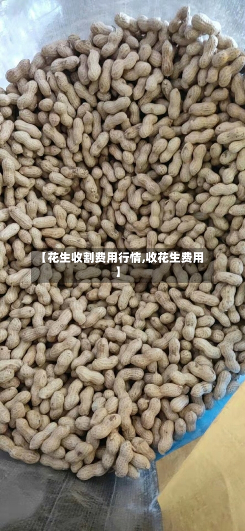【花生收割费用行情,收花生费用】-第3张图片