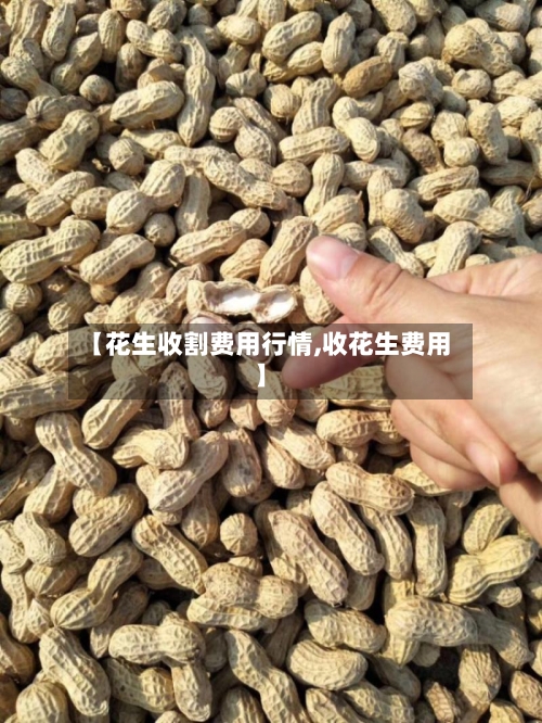 【花生收割费用行情,收花生费用】-第2张图片