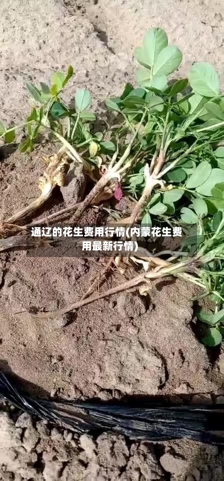 通辽的花生费用行情(内蒙花生费用最新行情)