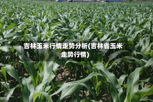 吉林玉米行情走势分析(吉林省玉米走势行情)-第2张图片