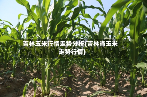 吉林玉米行情走势分析(吉林省玉米走势行情)-第3张图片