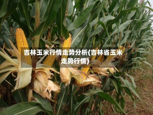吉林玉米行情走势分析(吉林省玉米走势行情)