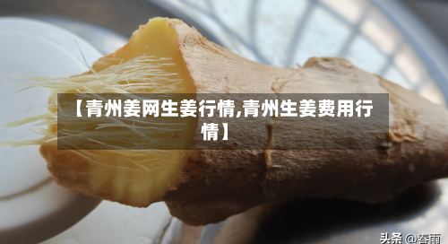 【青州姜网生姜行情,青州生姜费用行情】