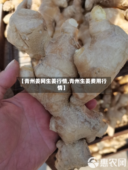 【青州姜网生姜行情,青州生姜费用行情】-第2张图片
