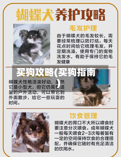 买狗攻略(买狗指南)-第2张图片