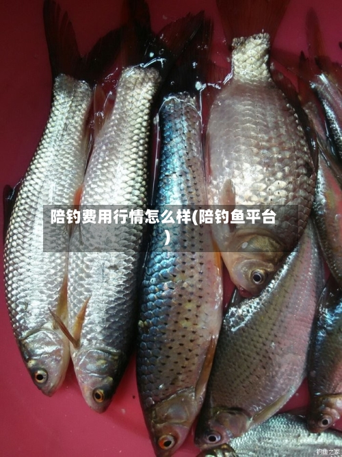 陪钓费用行情怎么样(陪钓鱼平台)