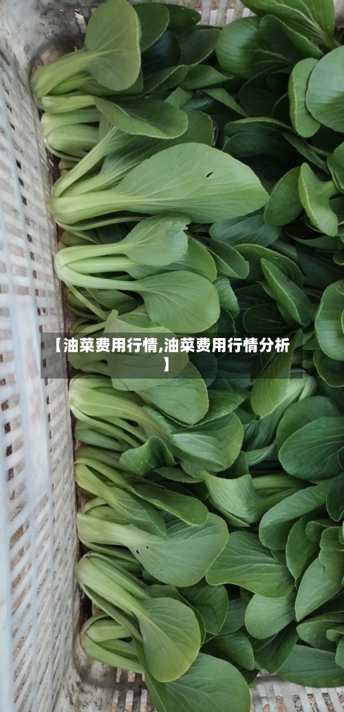 【油菜费用行情,油菜费用行情分析】