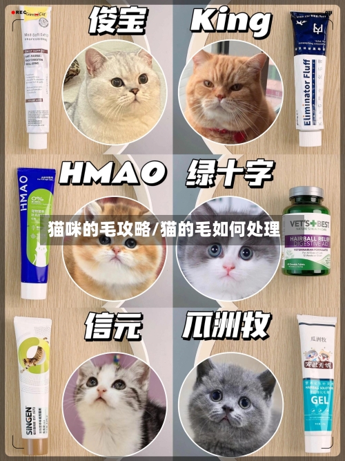 猫咪的毛攻略/猫的毛如何处理
