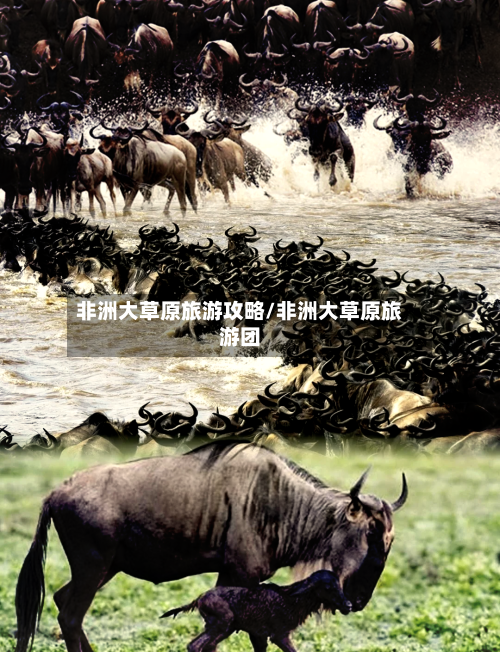 非洲大草原旅游攻略/非洲大草原旅游团