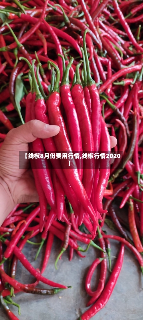 【线椒8月份费用行情,线椒行情2020】-第2张图片