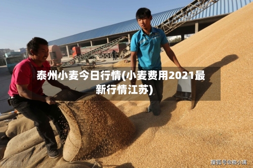泰州小麦今日行情(小麦费用2021最新行情江苏)-第3张图片