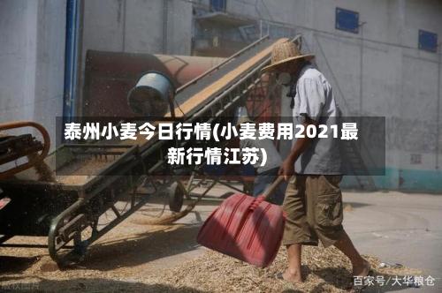 泰州小麦今日行情(小麦费用2021最新行情江苏)-第2张图片