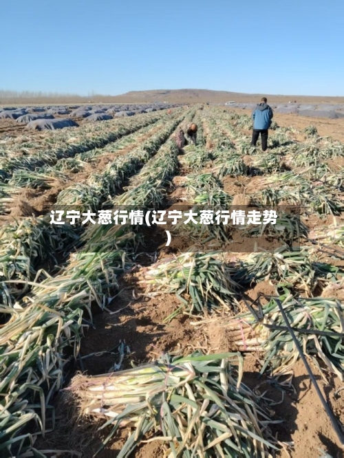 辽宁大葱行情(辽宁大葱行情走势)