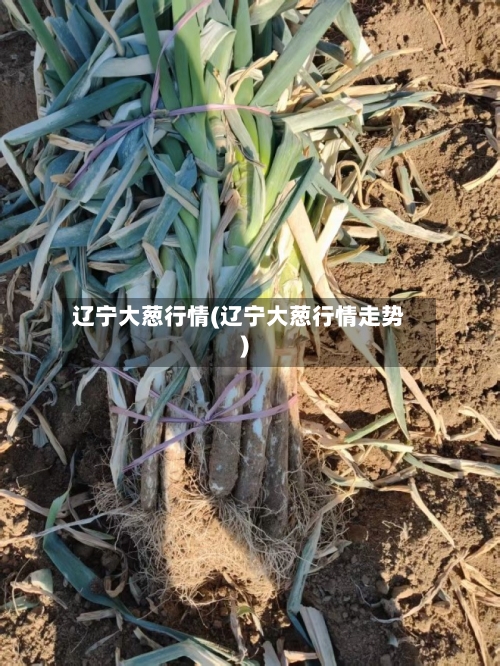 辽宁大葱行情(辽宁大葱行情走势)-第2张图片