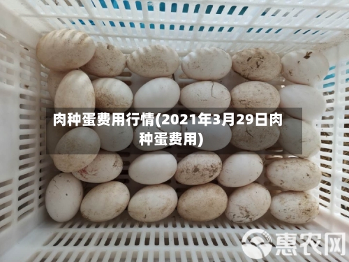 肉种蛋费用行情(2021年3月29日肉种蛋费用)