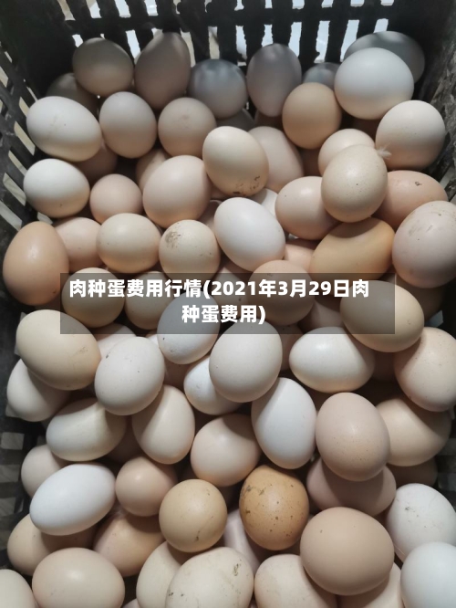 肉种蛋费用行情(2021年3月29日肉种蛋费用)-第3张图片