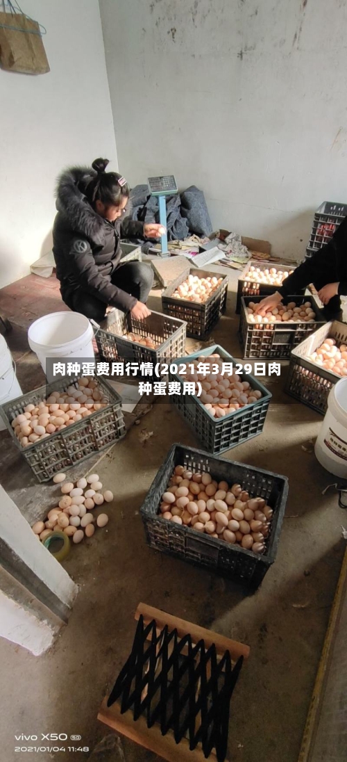 肉种蛋费用行情(2021年3月29日肉种蛋费用)-第2张图片