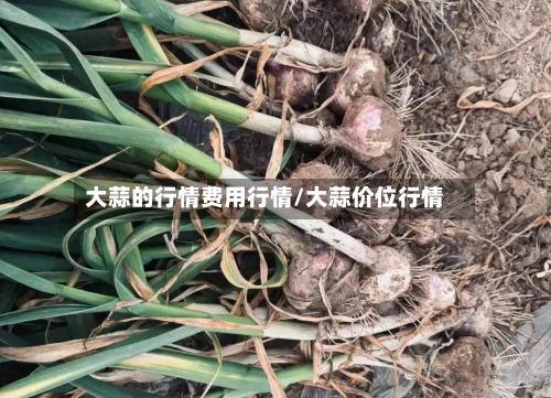 大蒜的行情费用行情/大蒜价位行情-第1张图片