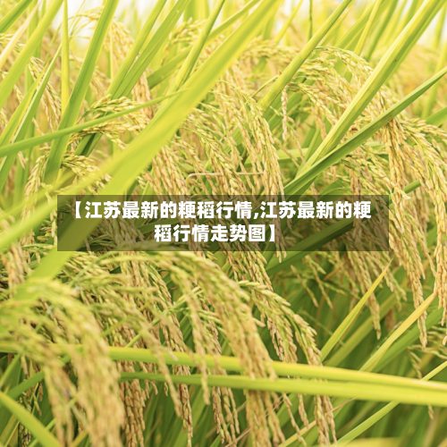 【江苏最新的粳稻行情,江苏最新的粳稻行情走势图】-第1张图片