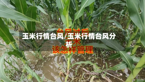 玉米行情台风/玉米行情台风分析-第1张图片