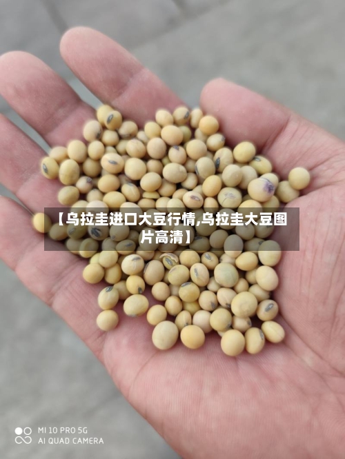【乌拉圭进口大豆行情,乌拉圭大豆图片高清】-第1张图片