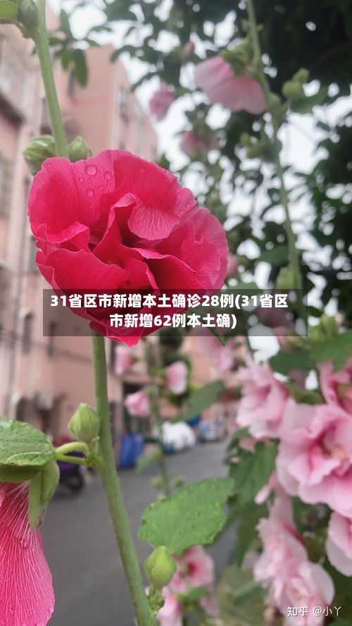 31省区市新增本土确诊28例(31省区市新增62例本土确)-第1张图片