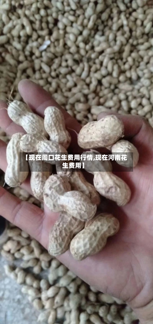 【现在周口花生费用行情,现在河南花生费用】-第1张图片