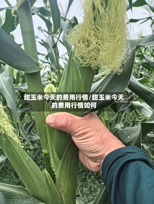 甜玉米今天的费用行情/甜玉米今天的费用行情如何-第1张图片