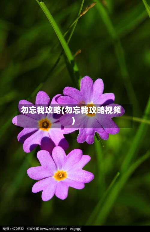 勿忘我攻略(勿忘我攻略视频)-第1张图片