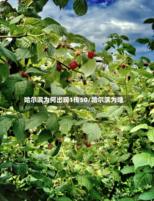 哈尔滨为何出现1传50/哈尔滨为啥-第1张图片