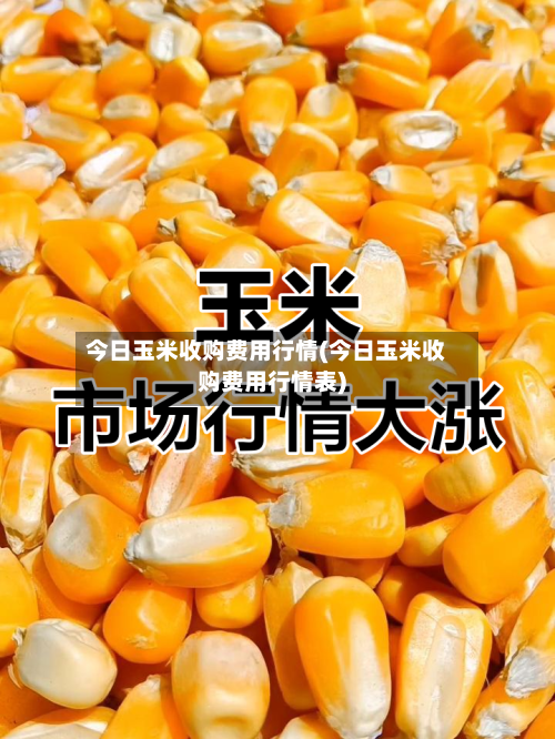 今日玉米收购费用行情(今日玉米收购费用行情表)-第1张图片
