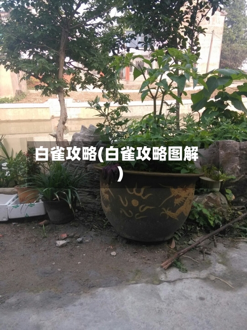 白雀攻略(白雀攻略图解)-第1张图片